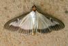Cydalima perspectalis
